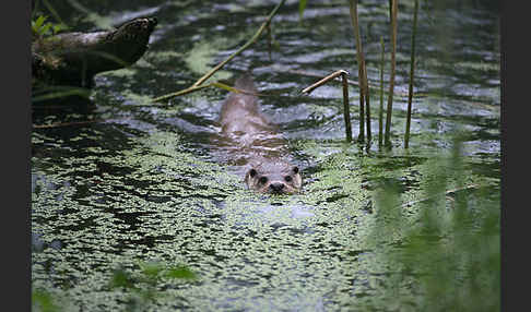 Fischotter (Lutra lutra)