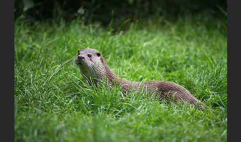 Fischotter (Lutra lutra)