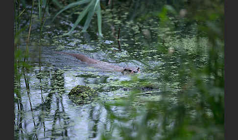 Fischotter (Lutra lutra)