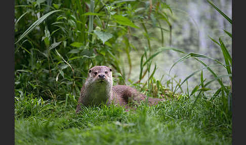 Fischotter (Lutra lutra)