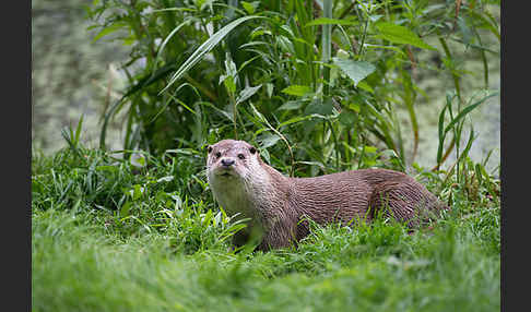 Fischotter (Lutra lutra)