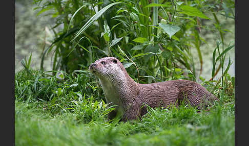 Fischotter (Lutra lutra)