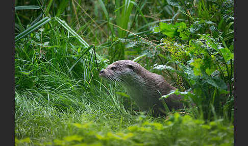 Fischotter (Lutra lutra)