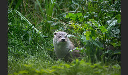 Fischotter (Lutra lutra)