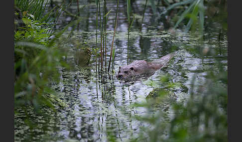 Fischotter (Lutra lutra)