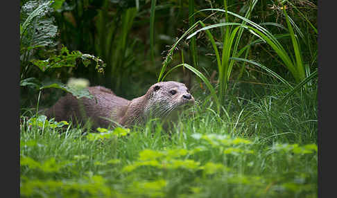 Fischotter (Lutra lutra)