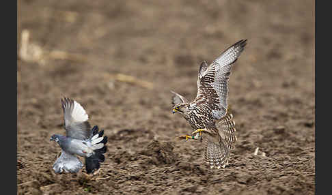 Sakerfalke (Falco cherrug)