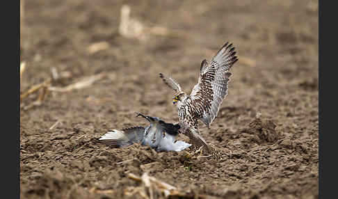 Sakerfalke (Falco cherrug)