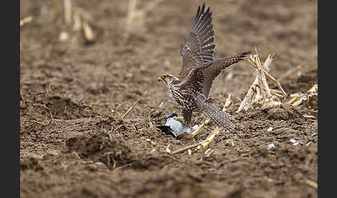 Sakerfalke (Falco cherrug)