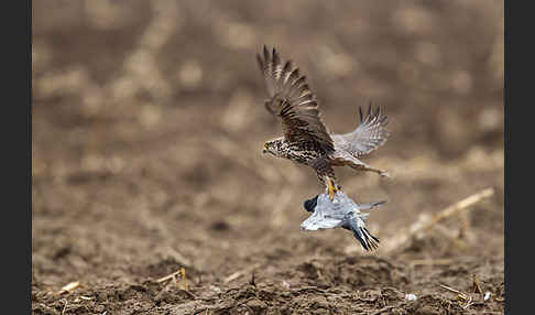 Sakerfalke (Falco cherrug)