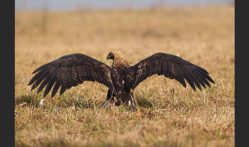 Kaiseradler (Aquila heliaca)