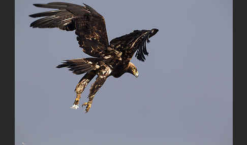 Kaiseradler (Aquila heliaca)