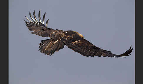 Kaiseradler (Aquila heliaca)