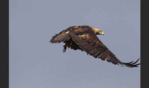 Kaiseradler (Aquila heliaca)