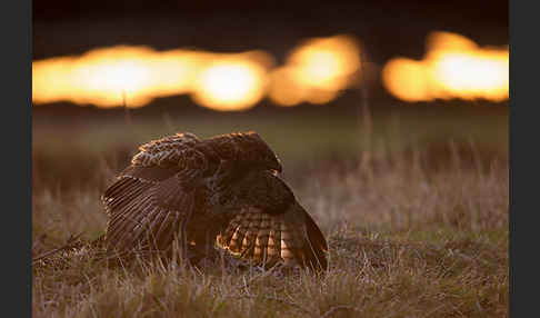 Mäusebussard (Buteo buteo)