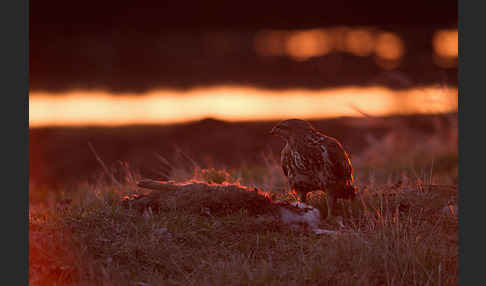 Mäusebussard (Buteo buteo)