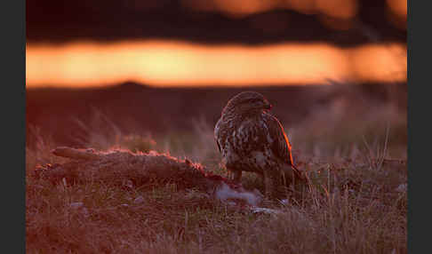 Mäusebussard (Buteo buteo)