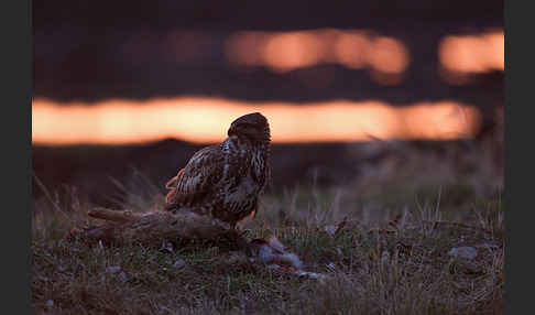 Mäusebussard (Buteo buteo)