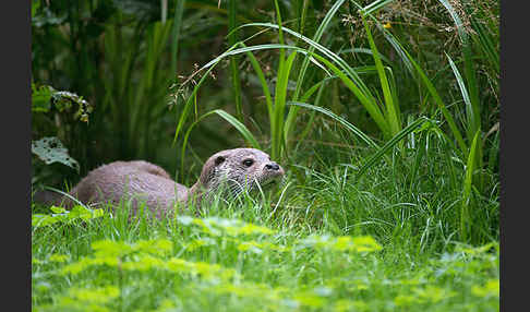 Fischotter (Lutra lutra)