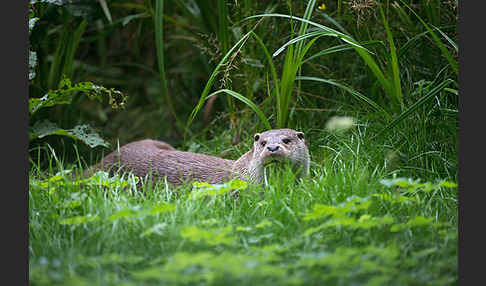 Fischotter (Lutra lutra)