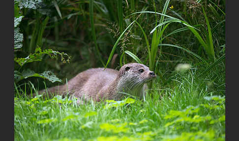 Fischotter (Lutra lutra)