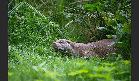 Fischotter (Lutra lutra)