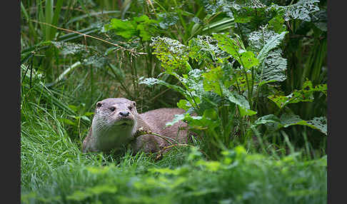 Fischotter (Lutra lutra)