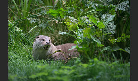 Fischotter (Lutra lutra)