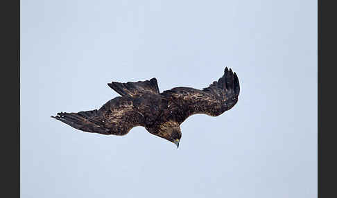 Steinadler (Aquila chrysaetos)