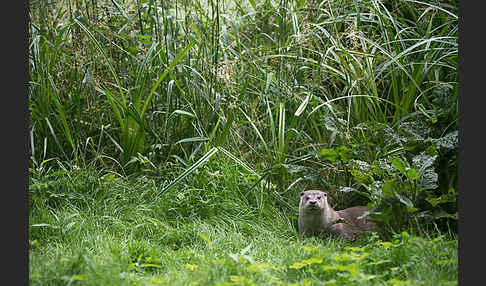 Fischotter (Lutra lutra)