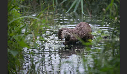 Fischotter (Lutra lutra)