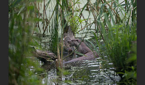 Fischotter (Lutra lutra)