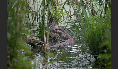 Fischotter (Lutra lutra)