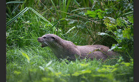 Fischotter (Lutra lutra)