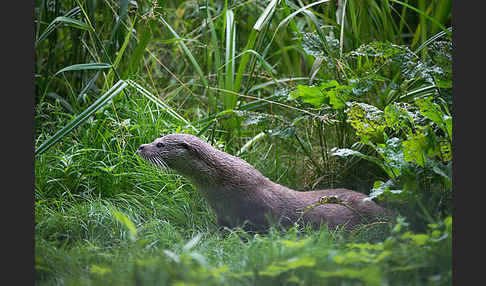 Fischotter (Lutra lutra)