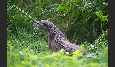 Fischotter (Lutra lutra)