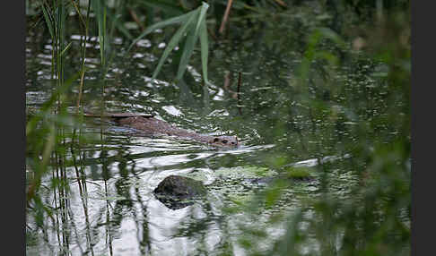 Fischotter (Lutra lutra)