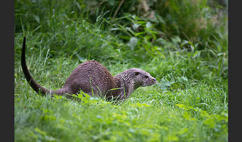 Fischotter (Lutra lutra)