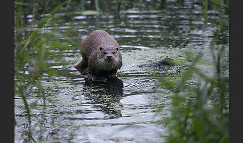 Fischotter (Lutra lutra)