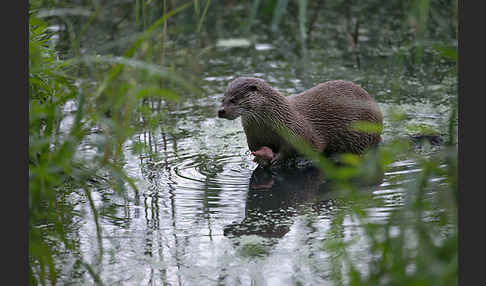 Fischotter (Lutra lutra)