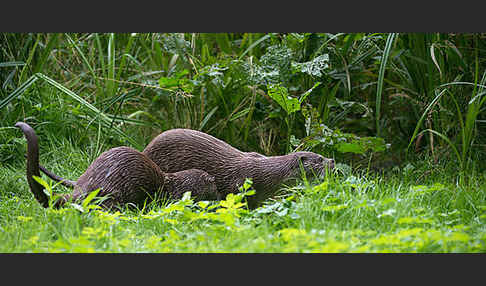 Fischotter (Lutra lutra)