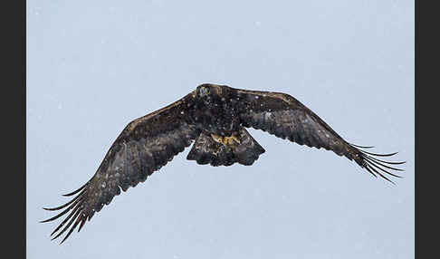 Steinadler (Aquila chrysaetos)