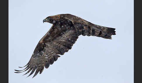 Steinadler (Aquila chrysaetos)