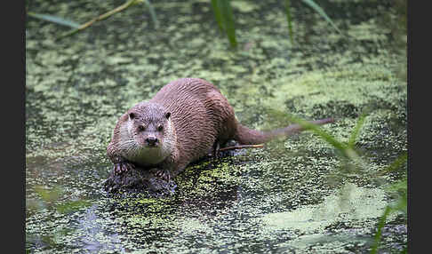 Fischotter (Lutra lutra)