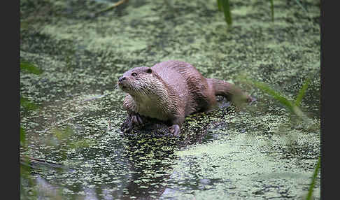 Fischotter (Lutra lutra)