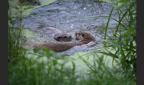 Fischotter (Lutra lutra)