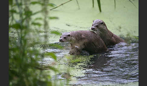 Fischotter (Lutra lutra)