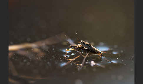 Wasserläufer (Gerris spec.)