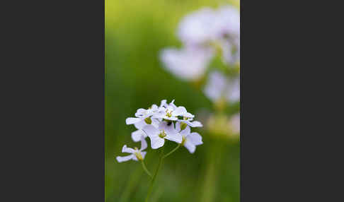 Wiesen-Schaumkraut (Cardamine pratensis)