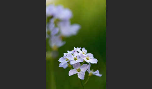 Wiesen-Schaumkraut (Cardamine pratensis)